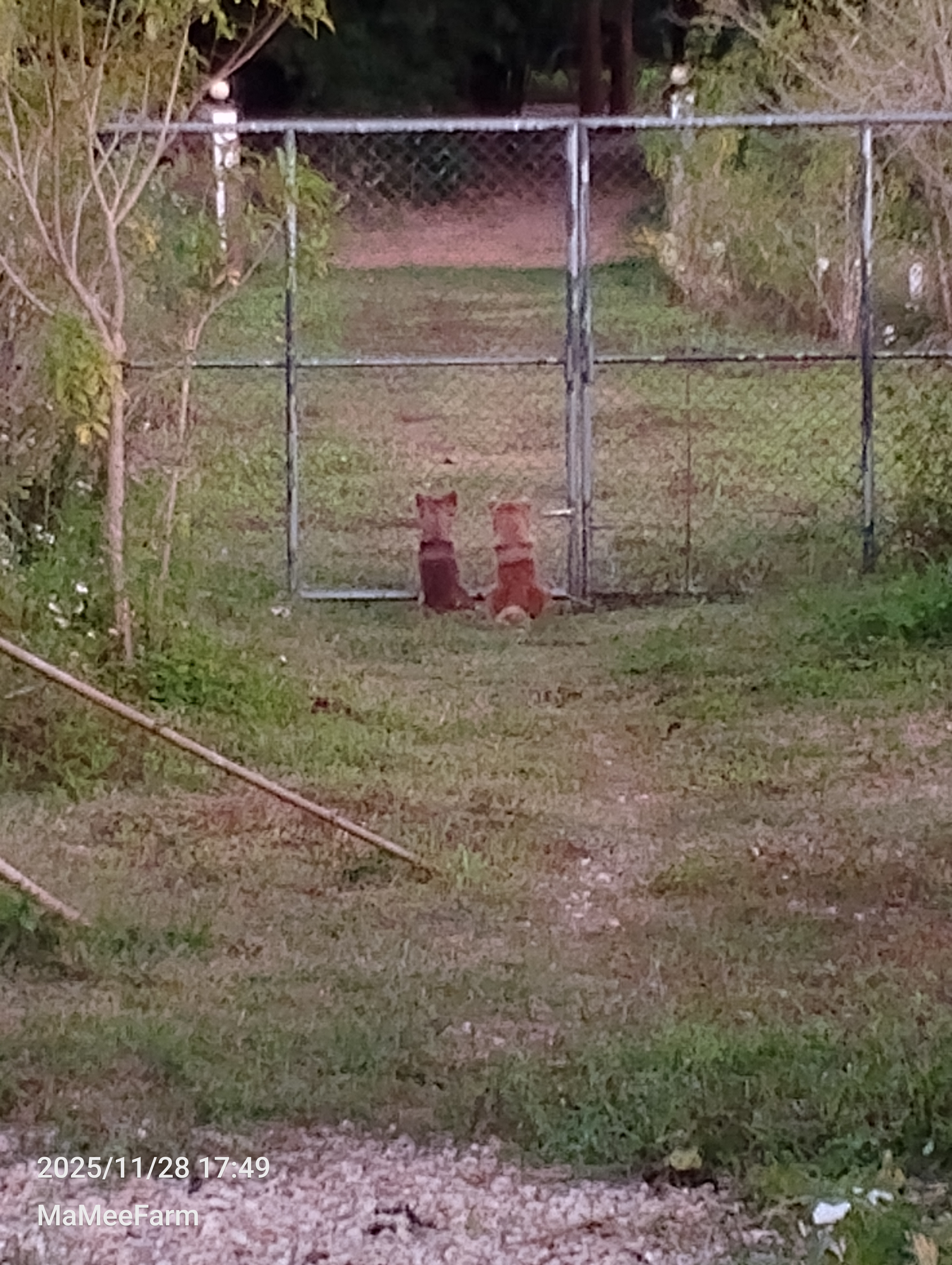 Two dogs waiting at the gate